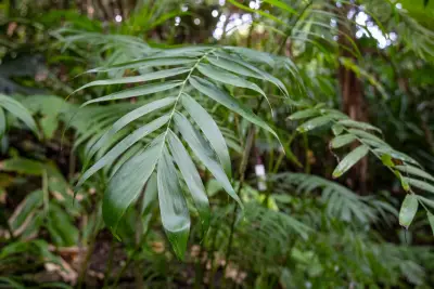 San Diego Zoo discovers new palm species – at the zoo