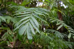 San Diego Zoo discovers new palm species – at the zoo